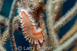 Fire worm, D300, 105VR, D125 strobes by Larry Polster 